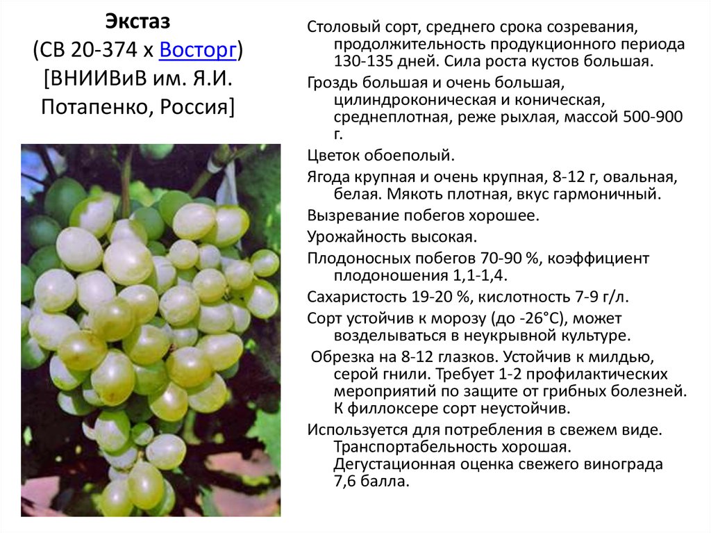 Описание винограда сорта Жемчуг, подвиды и технология выращивания