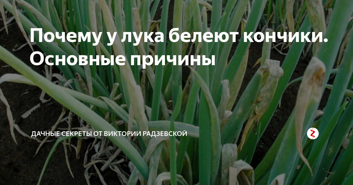 Причины боли и кожных изменений соска и околососковой области