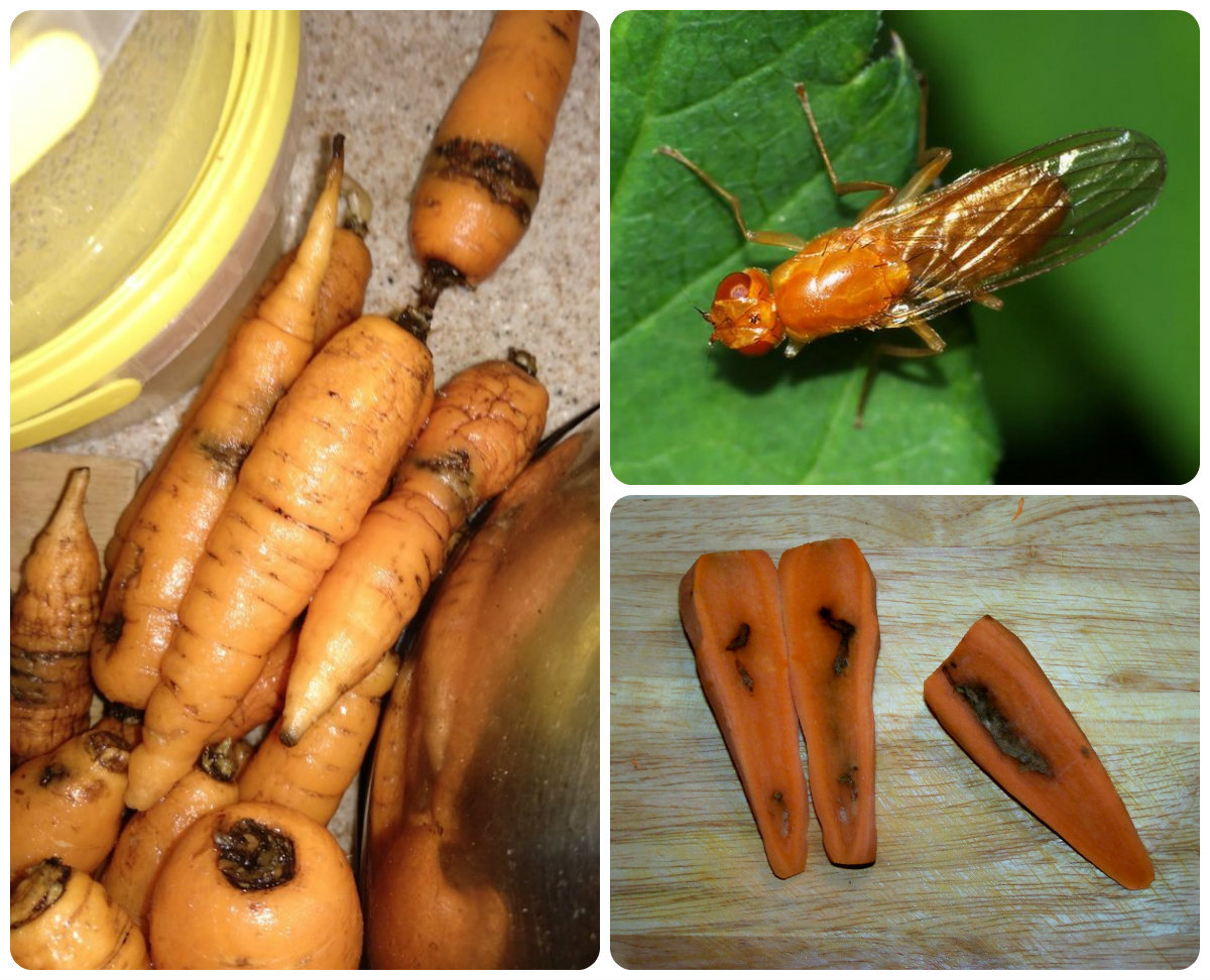 Морковная муха: фото, как с ней бороться (народные средства и химия)