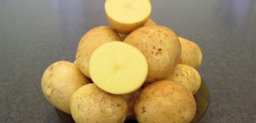 Сорт картофеля «метеор»: характеристика, описание, урожайность, отзывы и фото
