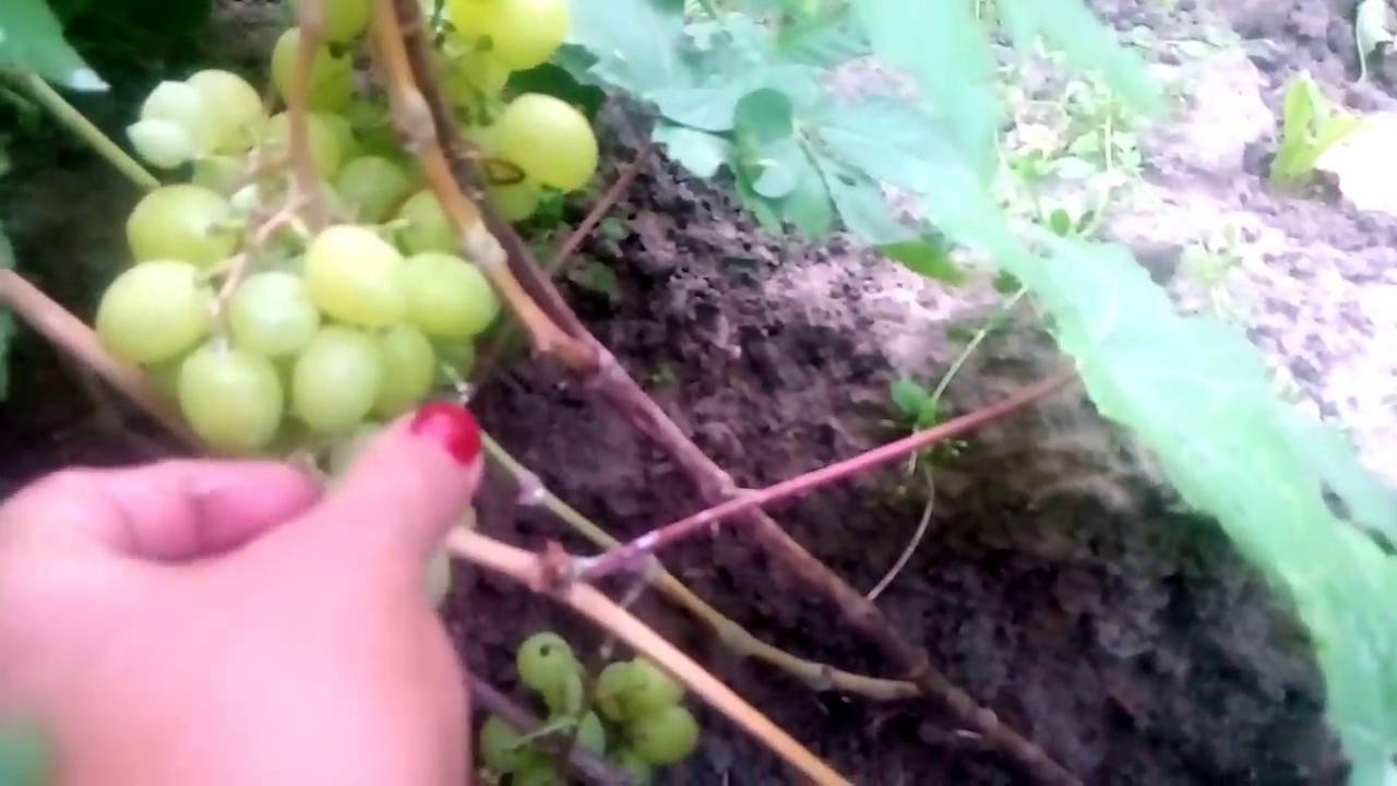 Описание и характеристика винограда сорта Валек, технология выращивания
