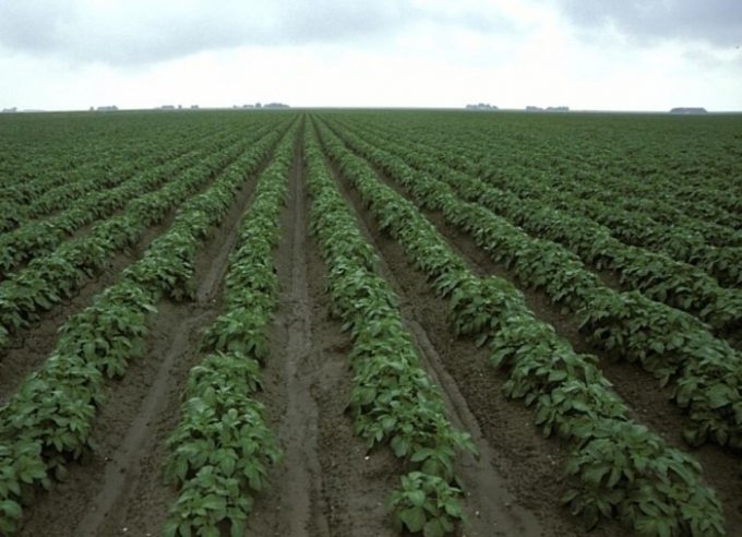 Суть и достоинства голландской технологии выращивания картофеля
