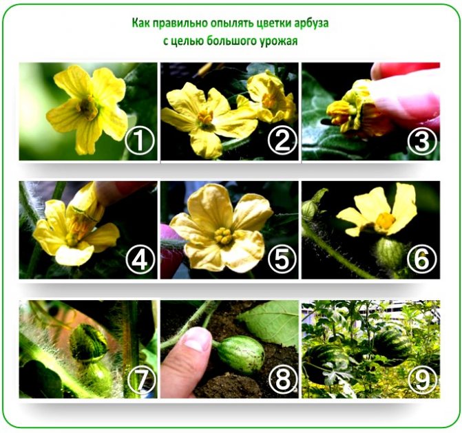 Выращивание дыни в теплице: посадка и уход, схемы
