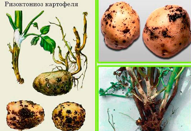 Фузариоз картофеля: описание и лечение, меры борьбы, фото
