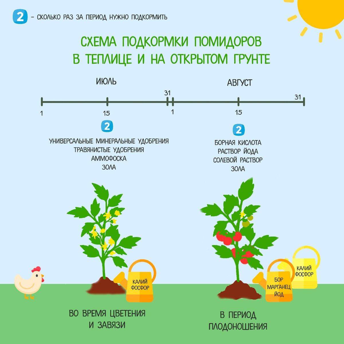 Схема посадки рассады болгарского перца