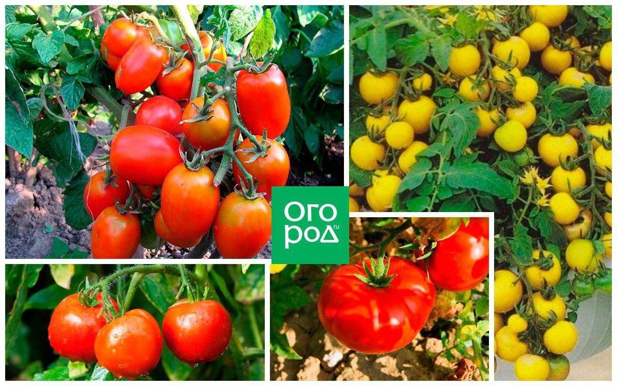 Сорта помидоров для открытого грунта - какие самые лучшие? + фото
