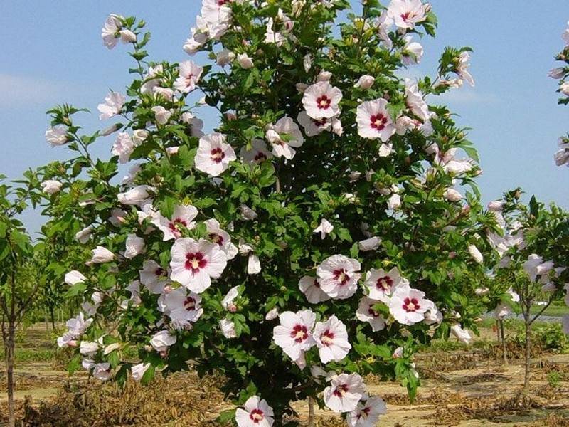 Садовый гибискус – посадка, уход и размножение