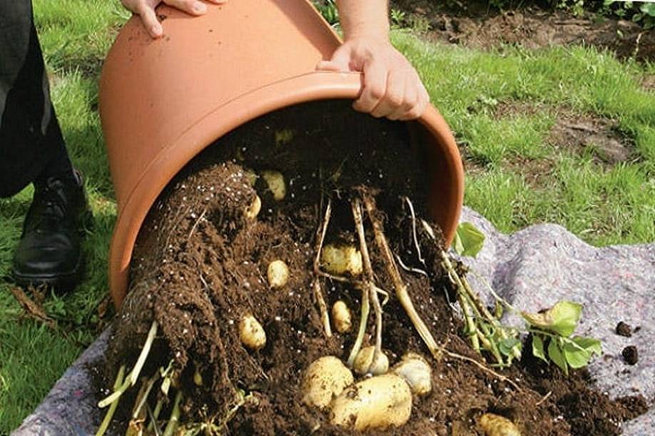 Как вырастить картофель в бочке или ящике: все тонкости процесса