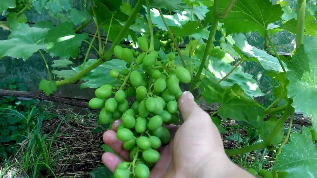Описание винограда сорта Надежда Азос, правила выращивания и советы по уходу