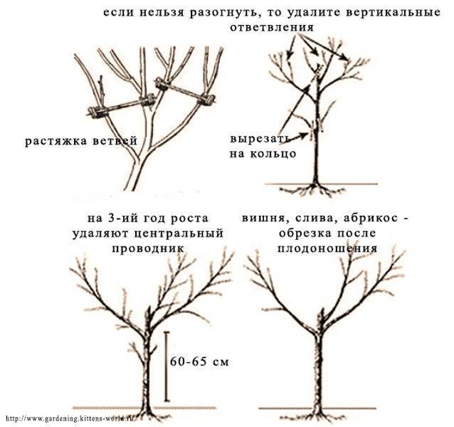 Схема посадки алычи кубанская комета