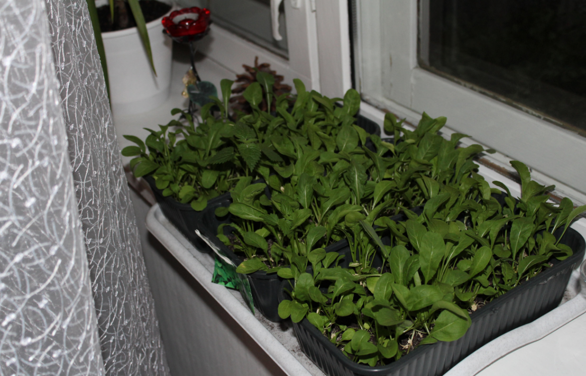 Рукола: выращивание из семян на подоконнике в домашних условиях, как вырастить в горшке дома