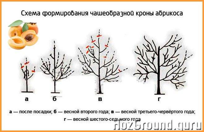 Обрезка персика летом схема