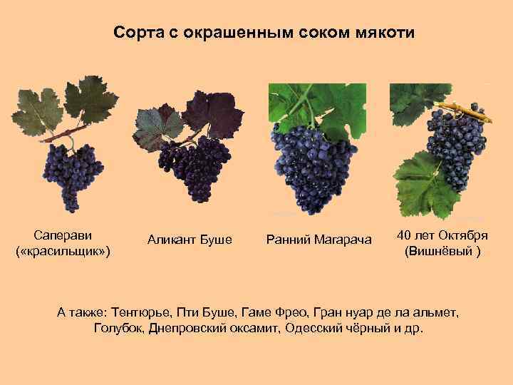 Виноград саперави: описание сорта с характеристикой и отзывами, особенности посадки и выращивания, фото