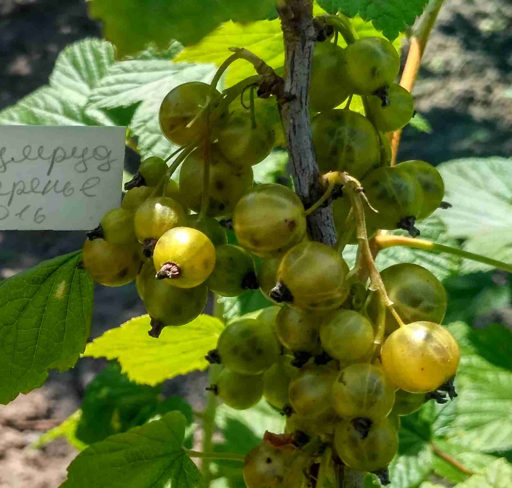 Смородина Ожерелье