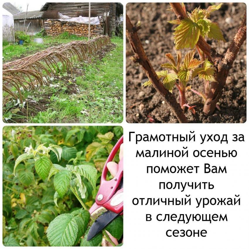 Как весной ухаживать за обычной и ремонтантной малиной после зимы