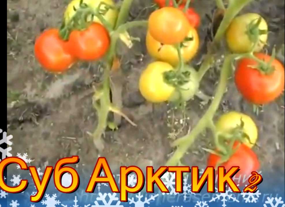 Помидоры: посадка и уход, как вырастить из семян в открытом грунте, фото