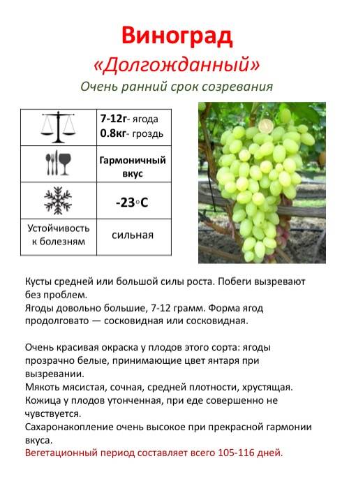 Кеша красный – столовая форма винограда