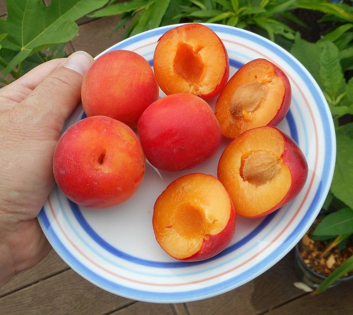 Шарафуга (гибрид сливы, нектарина, абрикоса) Белла Голд