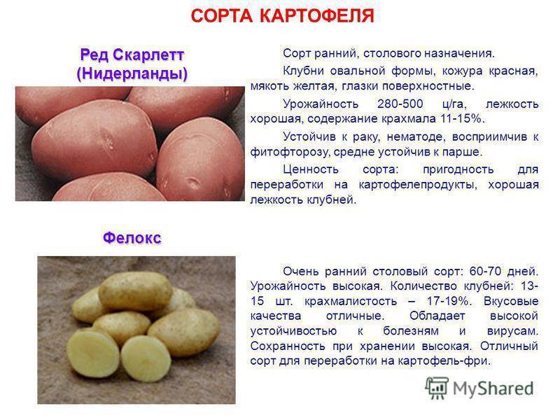 Сорт картофеля «уладар» – описание и фото
