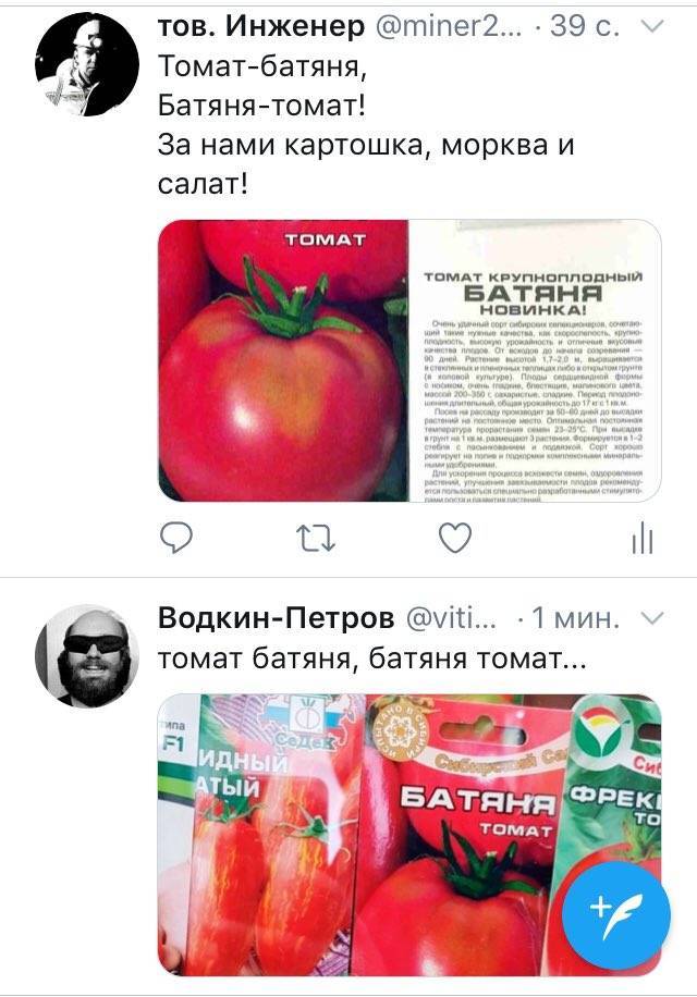 Сорт томата батяня — урожайность и советы по выращиванию