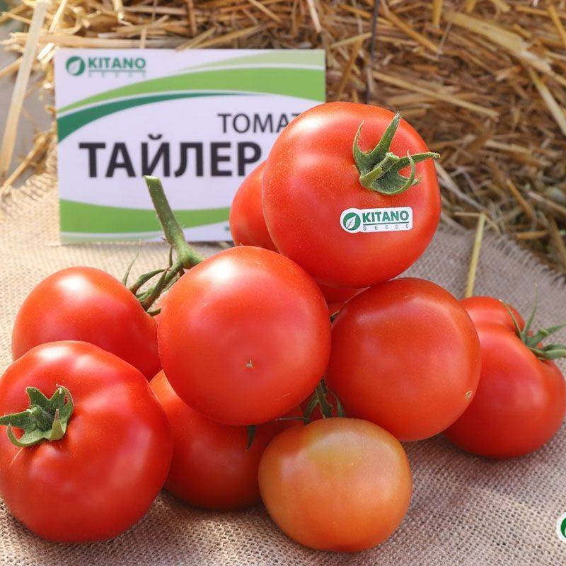 Лучшие новые сорта и гибриды томатов для теплицы и открытого грунта. список названий с фото — ботаничка
