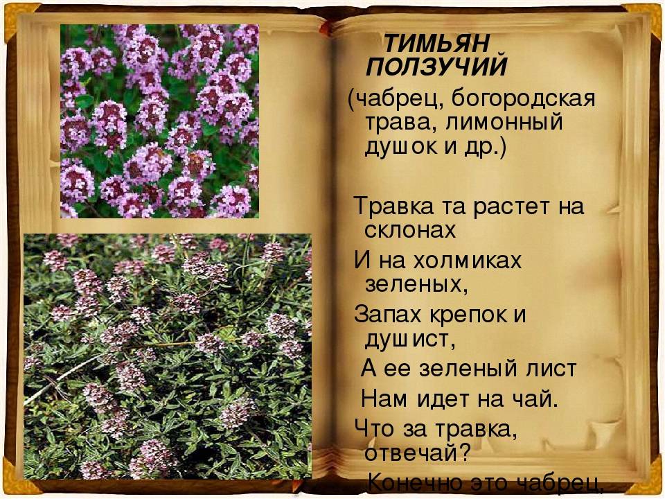Чабрец картинка описание