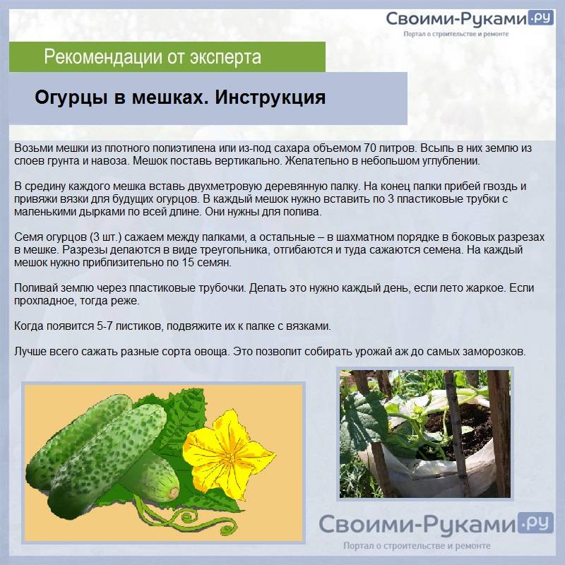 Рассада огурцов: технология выращивание огурцов из семян в домашних условиях
