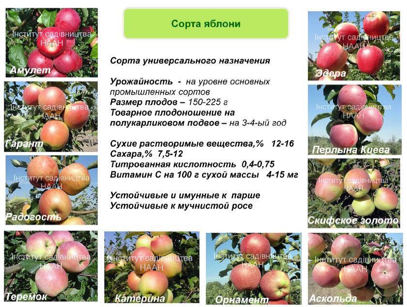 Востребованный сорт, выведенный в россии — яблони услада
