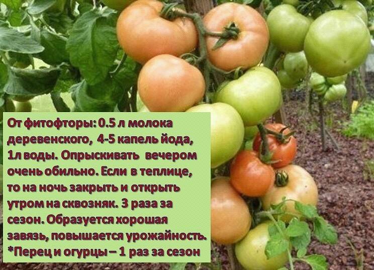 Йод для томатов от фитофторы: рецепты с молоком, борной кислотой, марганцовкой, золой, обработка фармайодом, зеленкой