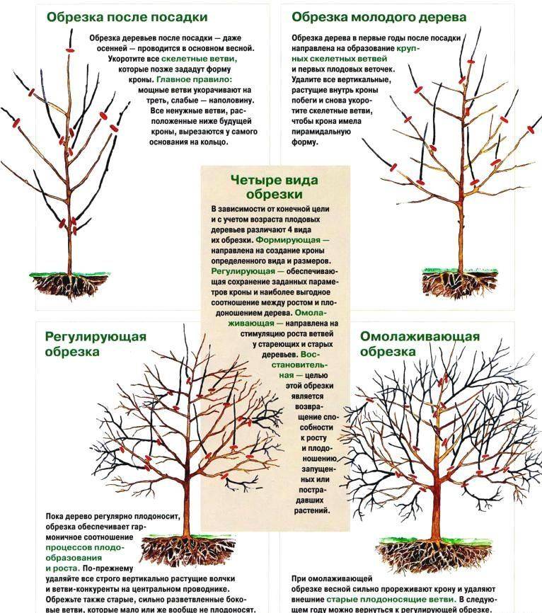 Как правильно формировать крону у яблони схема фото и описание