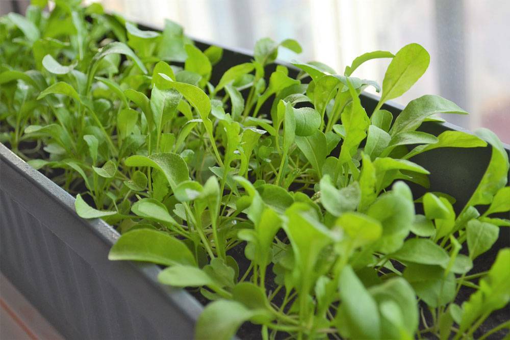 Руккола: выращивание из семян в открытом грунте и уход за ней. выращивание рукколы на подоконнике