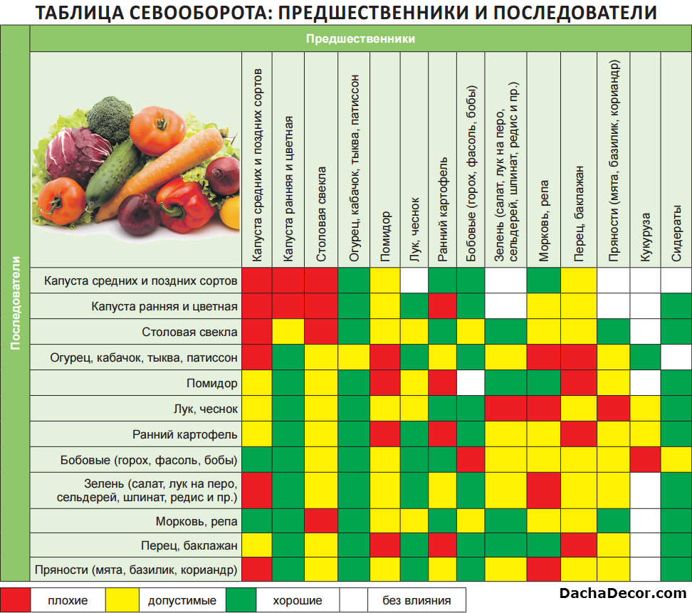 Соседство овощей в огороде: таблица совместимости