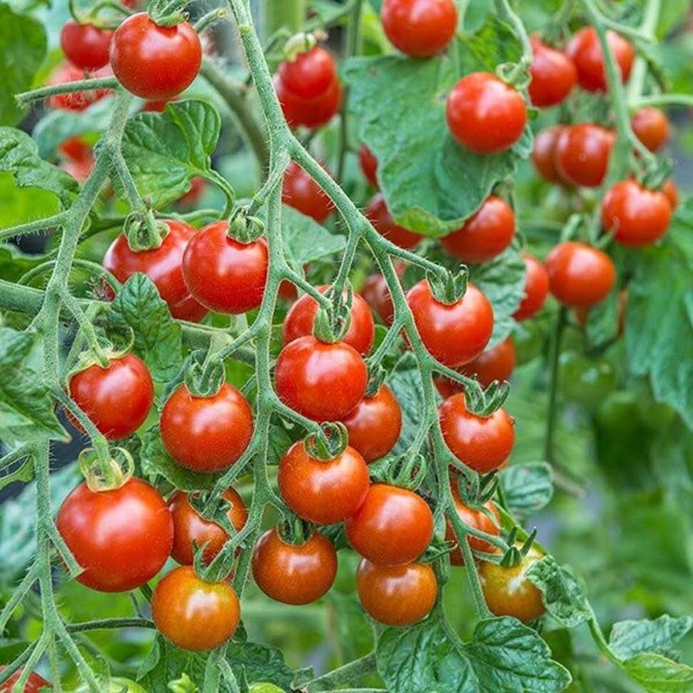 Описание томата сладкий поцелуй, посадка и выращивание сорта