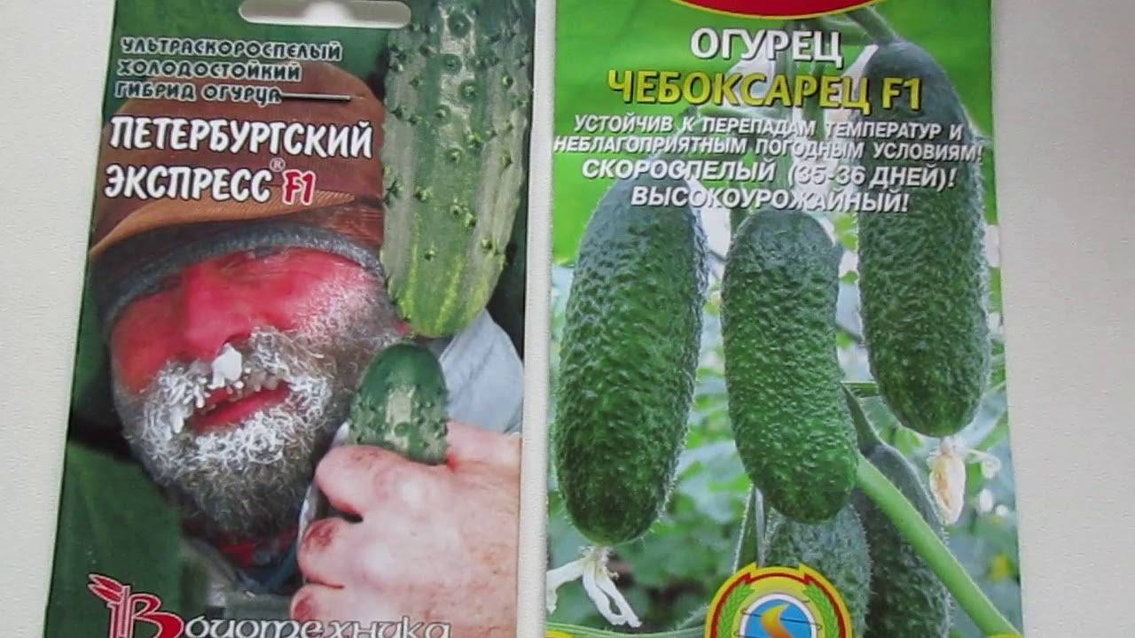 Огурец сибирский экспресс f1: отзывы, описание сорта, характеристики и особенности