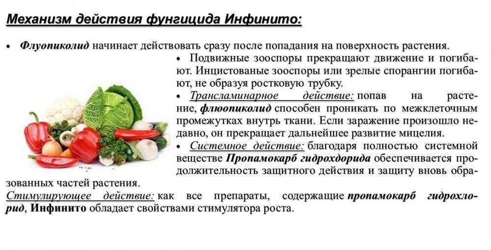 Фунгицид инфинито - инструкция по применению и отзывы | огородникам инфо