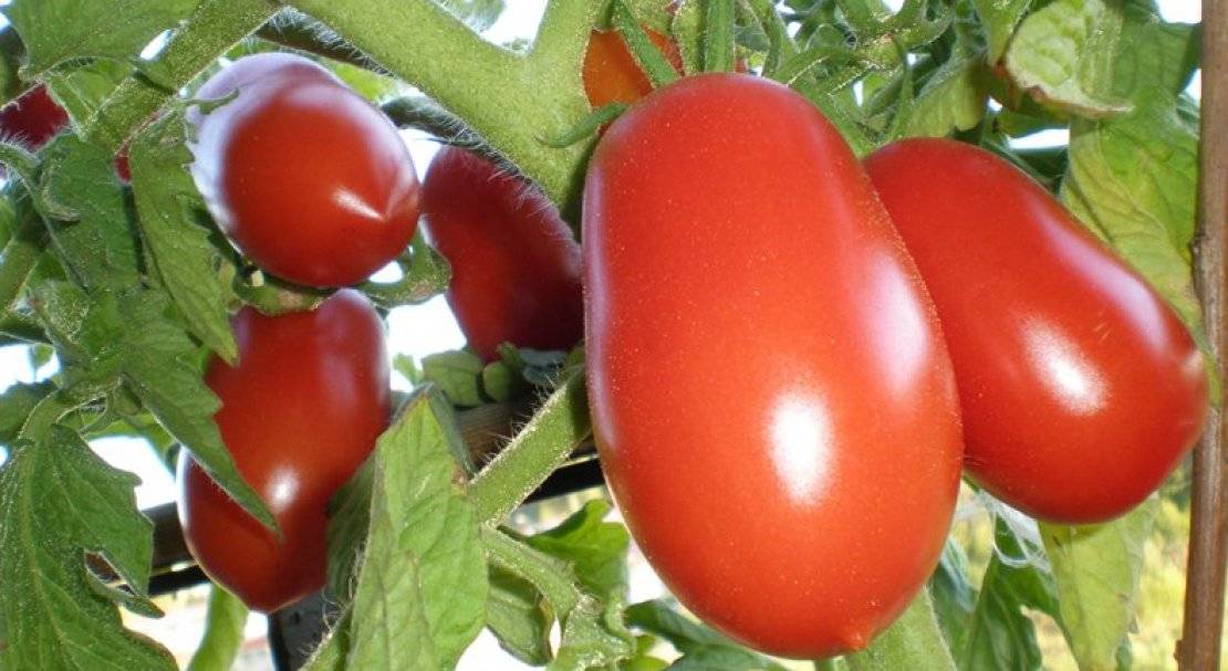 Сорт челнок помидоров с фото и описанием