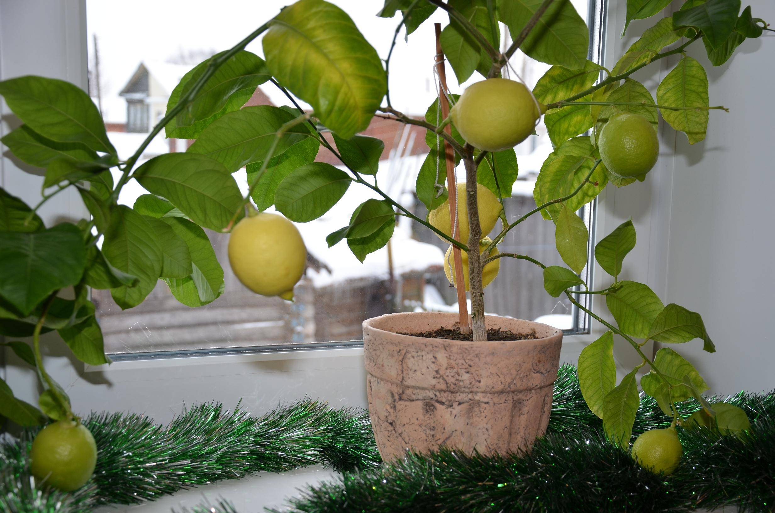 Павловский лимон: описание сорта, уход и выращивание в домашних условиях, как укоренить
