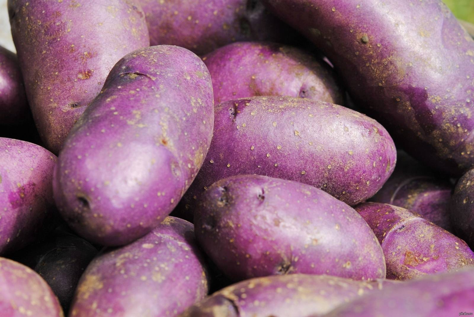 Фиолетовый картофель — сорта