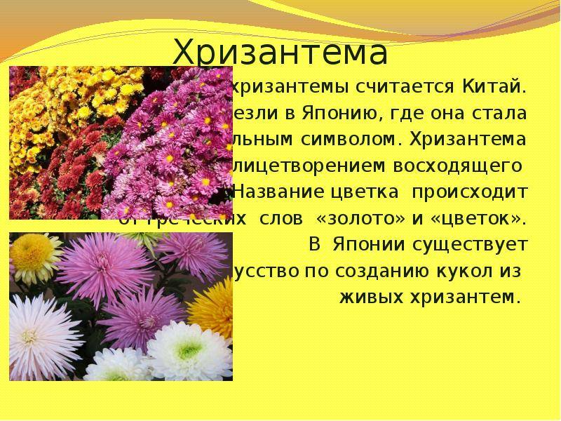 Особенности выращивания и размножения хризантемы кустовой (садовой)