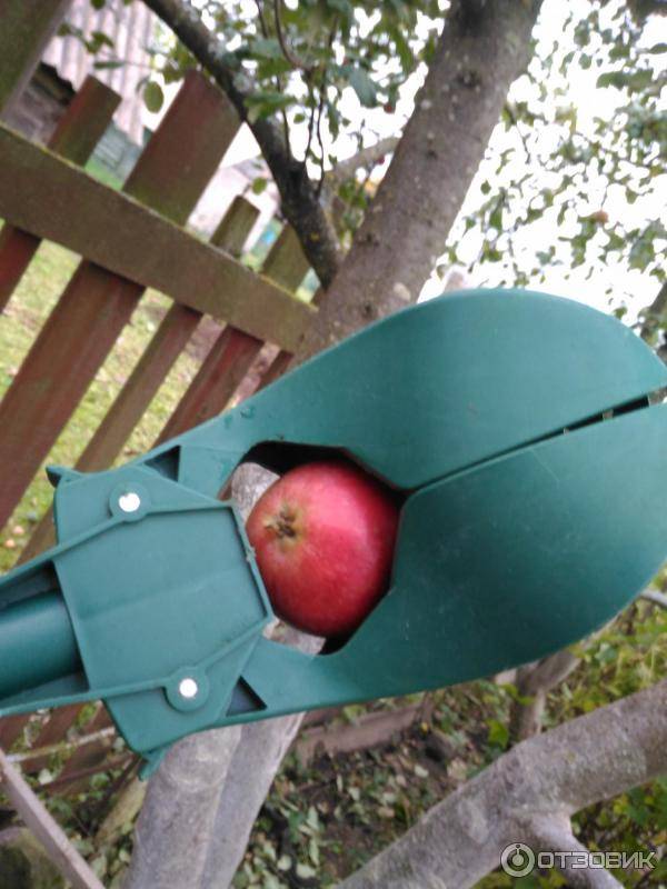 Приспособление для сбора яблок: конструкции и изготовление. самодельный плодосборник