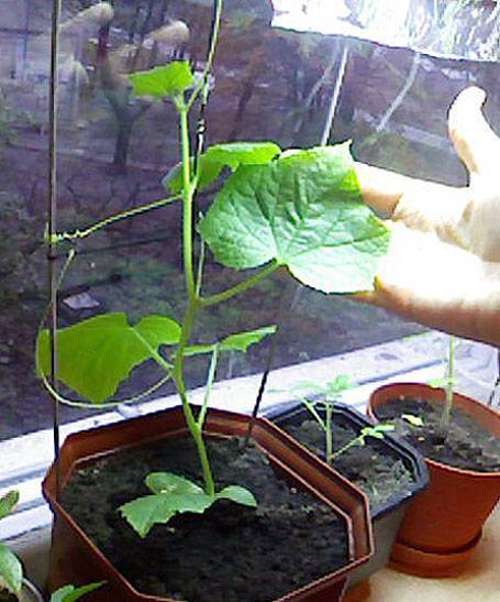 Выращивание огурцов на балконе: особенности балконного огорода, защита от вредителей и полезные советы