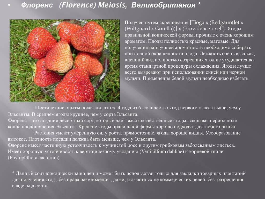 Клубника кимберли: описание и характеристика сорта, выращивание и уход, фото
