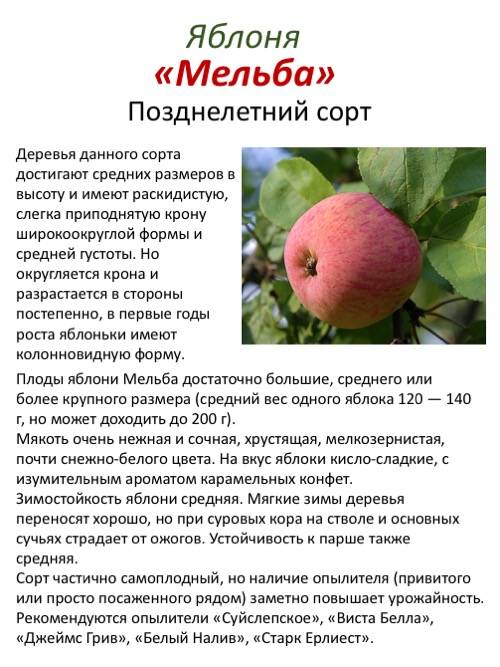 Яблоня услада описание сорта