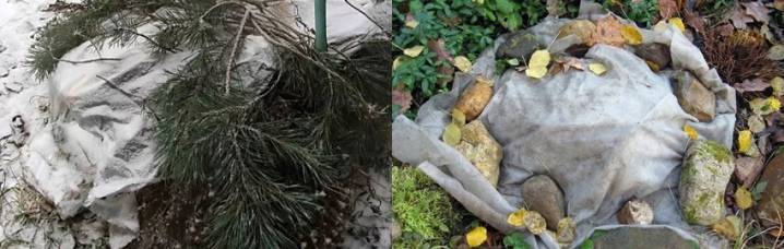 Когда и как укрыть хризантемы на зиму правильно в подмосковье, на урале, в сибири с фото и видео