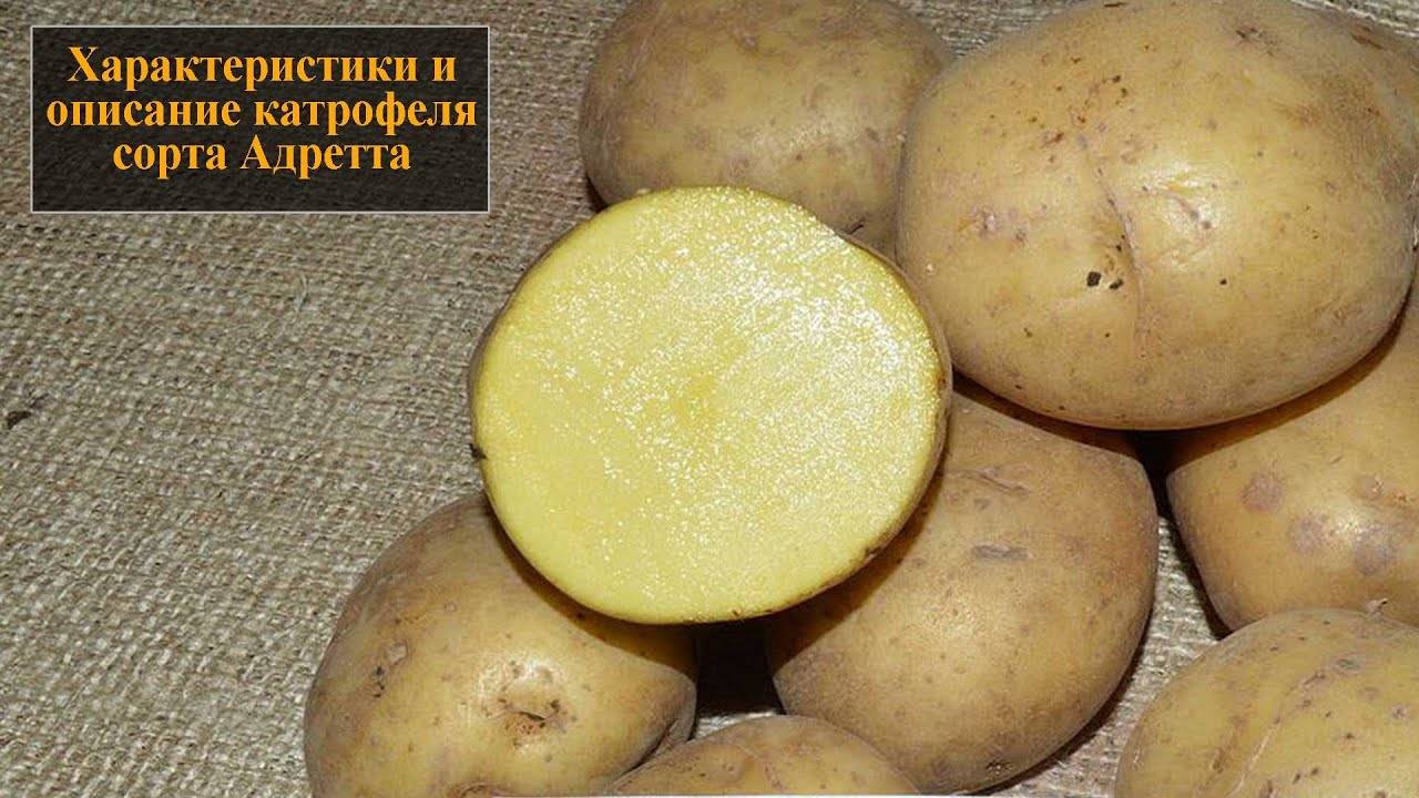 Сорт картофеля адретта - описание вида, уход и другие важные аспекты + фото