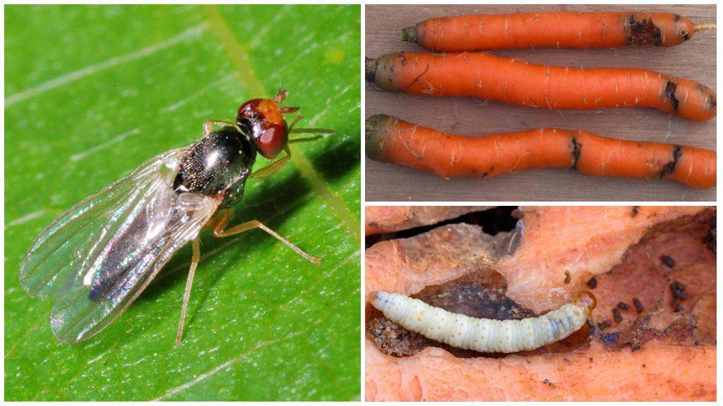Как бороться с морковной мухой и её личинками: методы профилактики, средства для обработки (полива)
