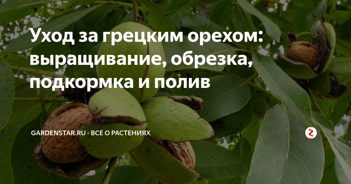 Выращивание фундука: правила хорошего урожая, болезни и вредители лещины