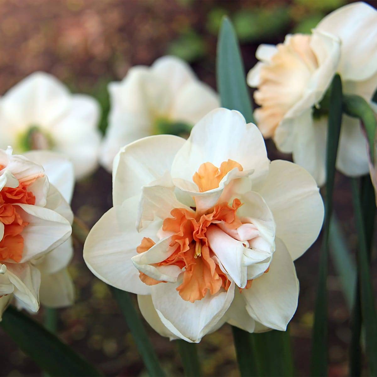 По итогам года коллекция нарциссов.: дневник пользователя butyzenok