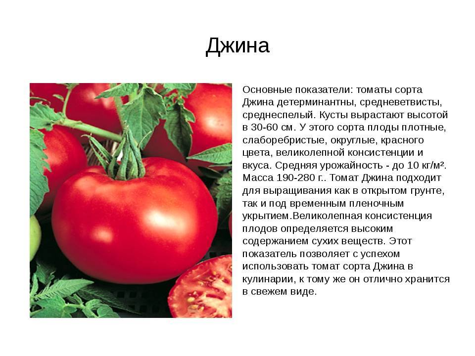 Сорта зеленых помидоров с описанием и фото