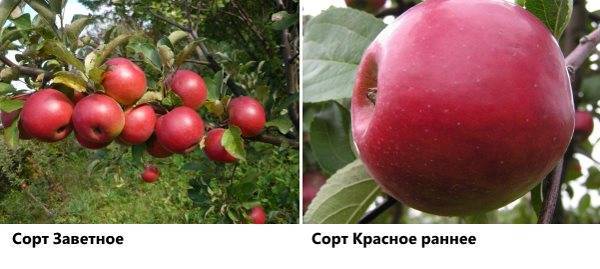Сорт яблони красное раннее, описание, характеристика и отзывы, а также особенности выращивания данного сорта